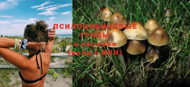 Галлюциногенные грибы Magic Shrooms  Астрахань 